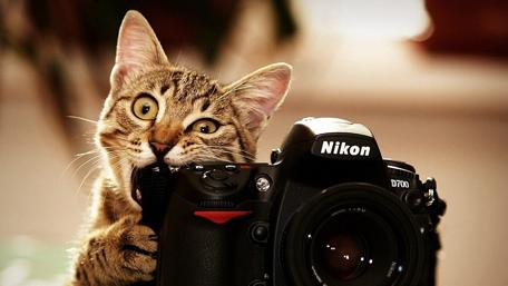 Kitty's Photography Adventure wallpaper