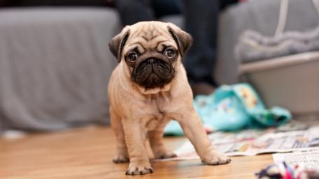 Adorable Pug Puppy in a Cozy Home Setting wallpaper