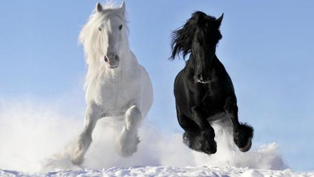 Majestic Horses Galloping in Snow wallpaper