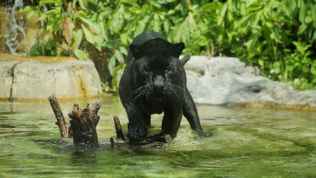 Majestic Black Panther in Water Scene wallpaper