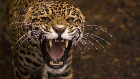 Majestic Roar of the Big Cat wallpaper