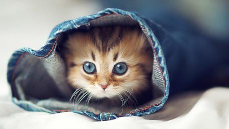Cozy Kitty Hideaway wallpaper