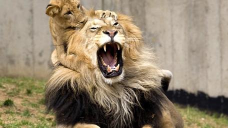 Majestic Lion and Playful Cub Togetherness Moment wallpaper