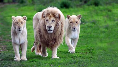 Majestic Lions Walking Together in the Wild wallpaper