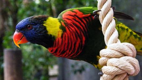 Colorful Parrot Hanging on a Rope wallpaper