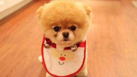 Fluffy Holiday Pup with Jingle Bells wallpaper