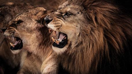 Majestic Roar of the Wild wallpaper