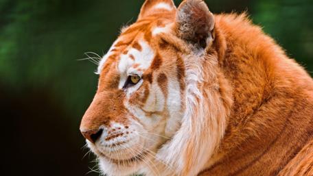 Majestic Tiger in Natural Beauty wallpaper
