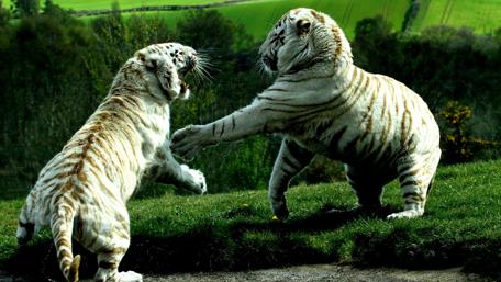 Majestic White Tigers in Playful Combat wallpaper