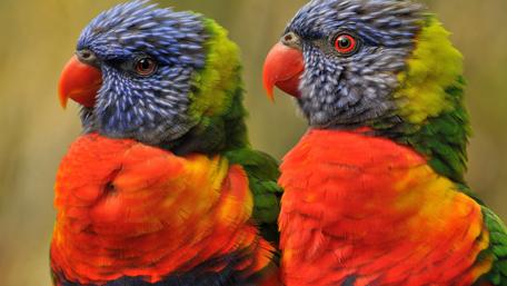 Vibrant Parrots in Stunning Detail wallpaper