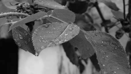 Raindrops on Leaves in Monochrome wallpaper