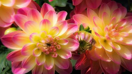 Blooming Splendor in Nature's Palette wallpaper
