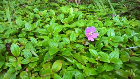 Vibrant Greenery with a Single Pink Flower wallpaper