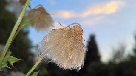 Delicate Flower Against a Beautiful Sky wallpaper
