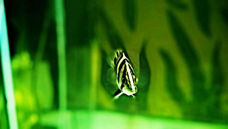 Vibrant Green Striped Fish in Aquarium View wallpaper