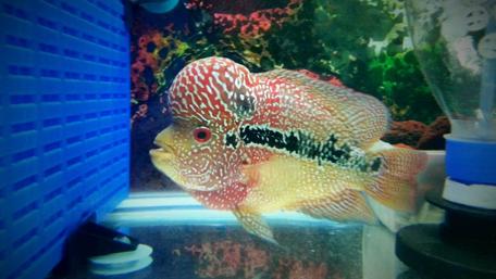 Colorful Flowerhorn Fish in a Gorgeous Aquarium Scene wallpaper