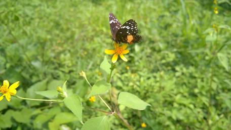 Butterfly in Blooming Fantasy Garden wallpaper