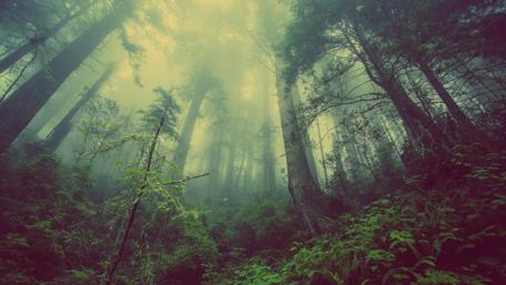 Twilight in the forest wallpaper
