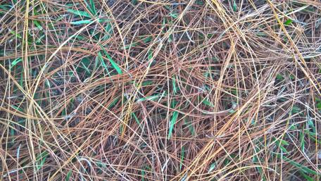 Natural Intricacies of Pine Needles and Grass wallpaper