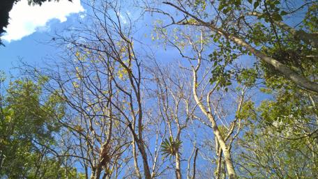 Serene Canopy of Nature's Beauty wallpaper
