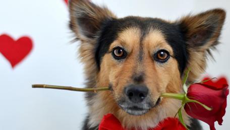 Adorable Dog With Rose in Mouth wallpaper