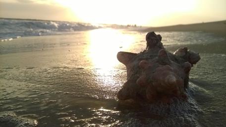 Serenity at the Beach During Sunset wallpaper