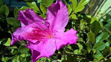 Vibrant Bloom of New Caledonia Flora wallpaper