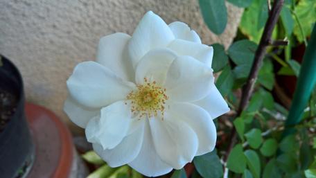 Elegant White Rose in New Caledonia Garden wallpaper