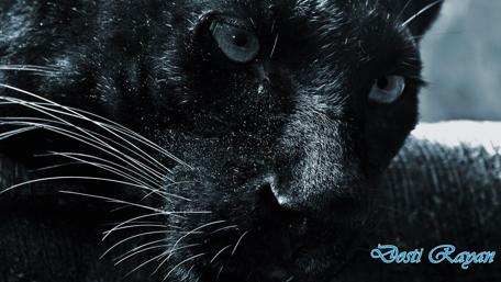 Majestic Black Panther in Monochrome Style wallpaper