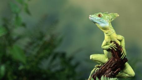 Graceful Green Lizard in Natural Habitat wallpaper