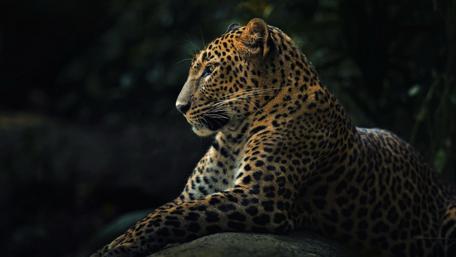 Majestic Leopard in Tranquil Jungle Setting wallpaper