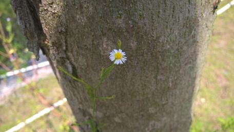 Delicate Blossom on Tree Trunk wallpaper