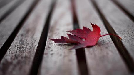 Fallen leaf wallpaper