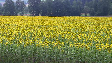 Blooming Sunflower Field Under Clear Sky wallpaper