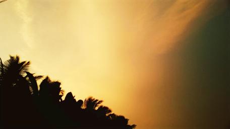 Serene Twilight Over Palm Trees wallpaper