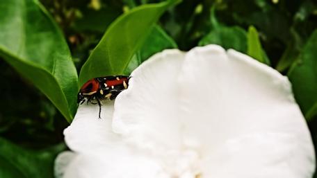 Vibrant Beetle on a White Flower wallpaper