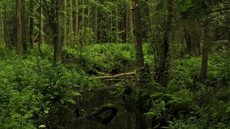 Lush Green Forest Serenity wallpaper