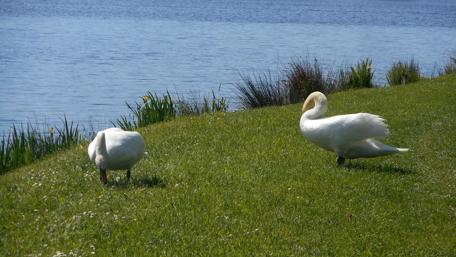 Elegant Swans by the Tranquil Lake Shore wallpaper