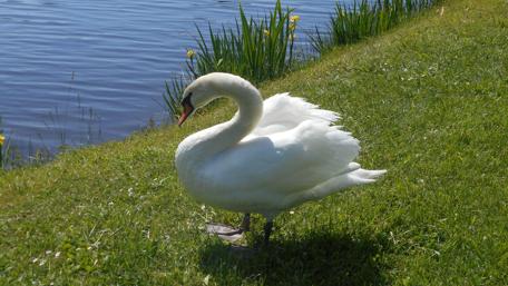 Elegant Swan by the Water's Edge wallpaper