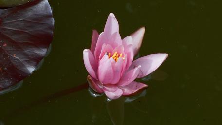 Elegant Pink Water Lily in Tranquil Waters wallpaper