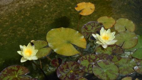Tranquil Water Lilies in Bloom wallpaper