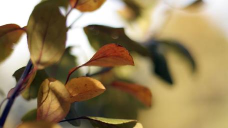 Autumn Leaves Embracing Nature's Colors wallpaper