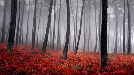Misty Twilight in Enchanted Forest wallpaper