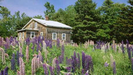 Charming Cottage Surrounded by Wildflowers wallpaper