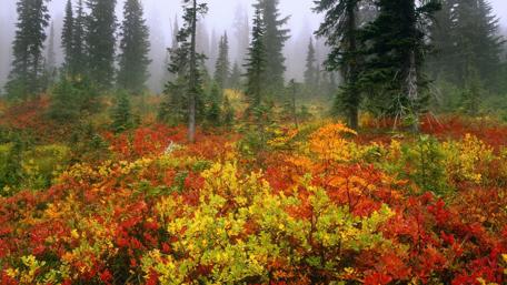 Autumn Serenity in the Foggy Pine Forest wallpaper