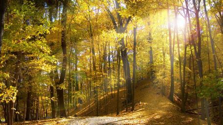 Autumn Sunrays in Tranquil Forest wallpaper