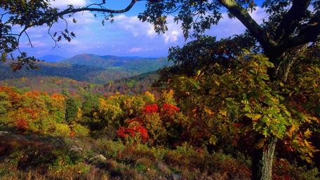 Autumn's Vibrant Canvas of Nature's Beauty wallpaper