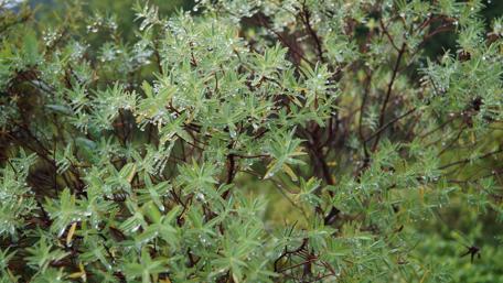 Lush Greenery with Dew Drops Shining Brightly wallpaper