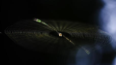Delicate Web of a Tiny Spider wallpaper