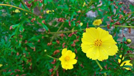 Bright Yellow Blossoms in a Lush Garden Scene wallpaper